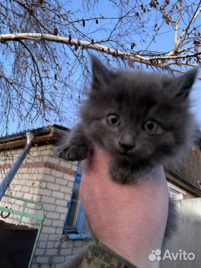 Отдам котят в добрые руки