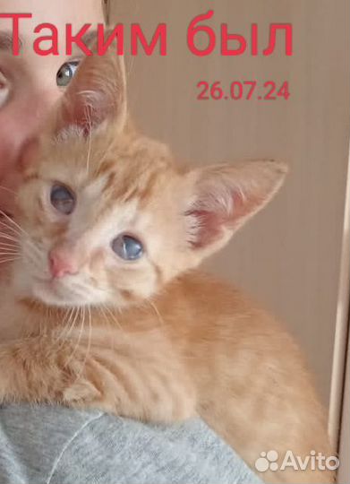 Ищем дом для Персика