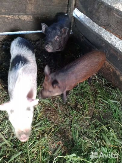 Вьетнамские поросята девочки