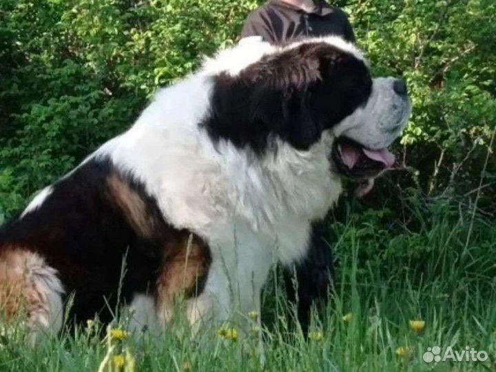 Щенки сенбернара