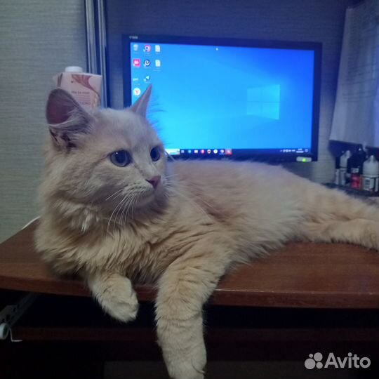 Котик Персик