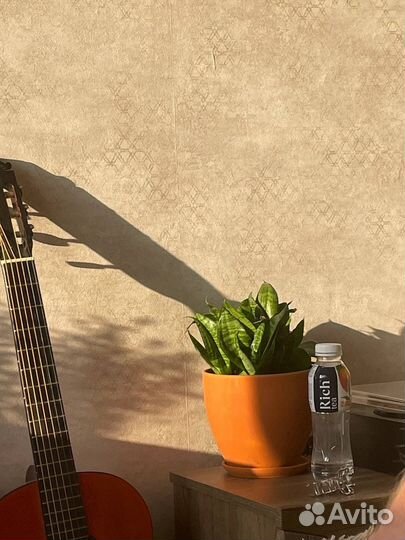 Сансевиерия