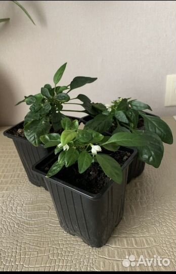 Перец многолетний комнатный острый