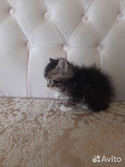 Котята 1,5мес взрослым людям