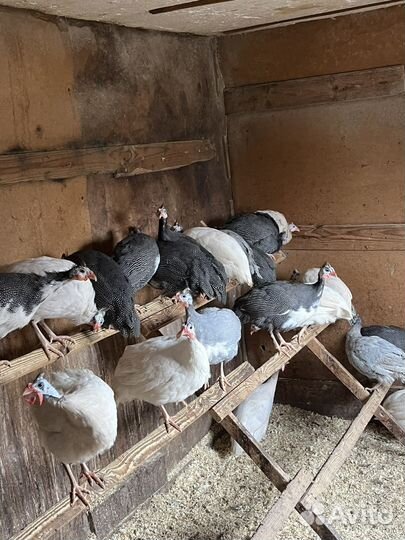 Семья Цесарок