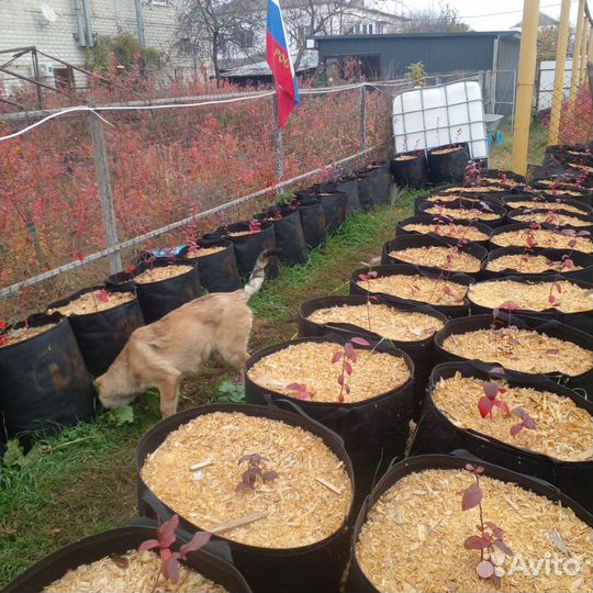 Саженцы голубики 1,2и 3 года