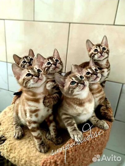 Бенгальские снежные котята(с документами)