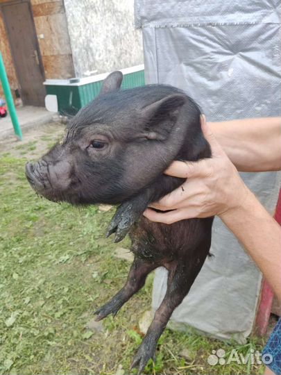 Вьетнамские поросята