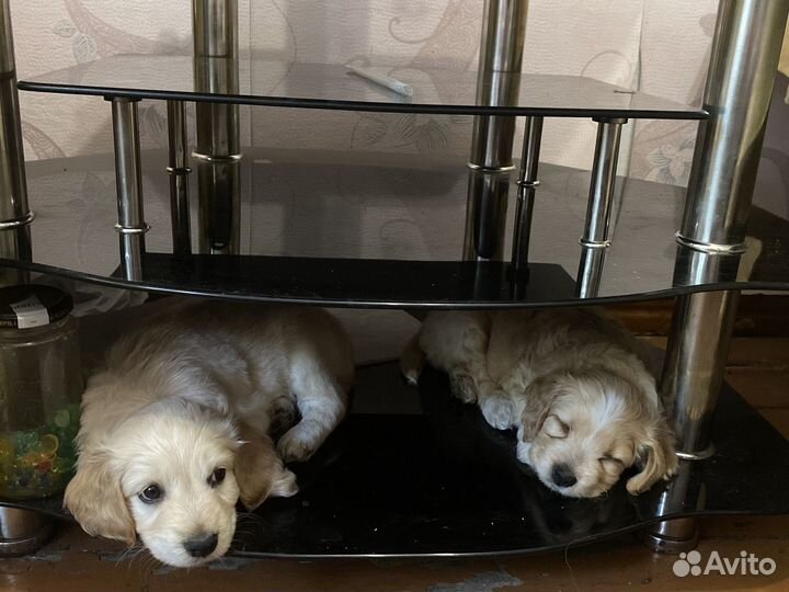 Щенки спаниеля