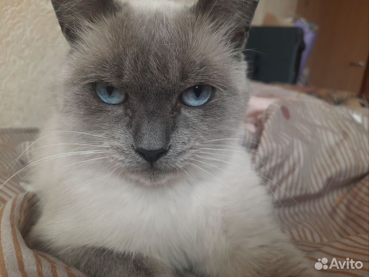 Кот в очень добрые руки