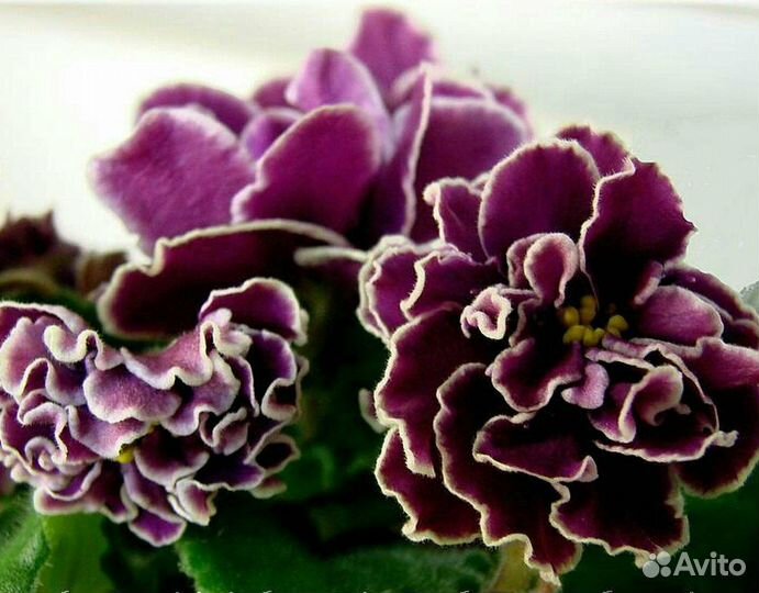 Детки сортовых фиалок