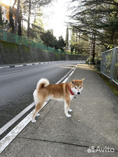 Собака сиба ину