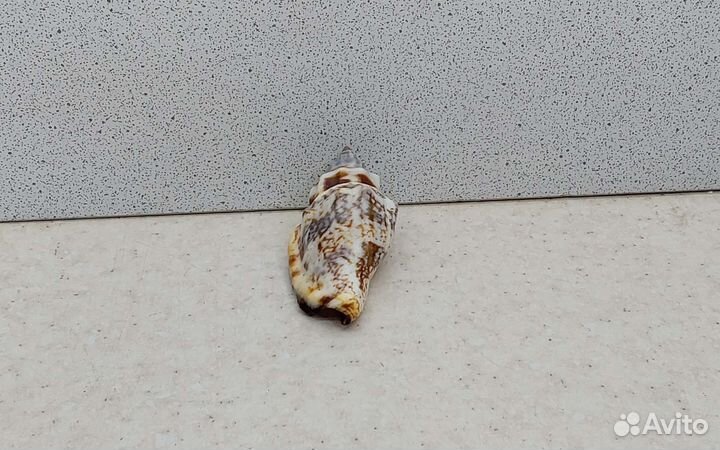 Стромбус Урсус 3,5 морская ракушка раковина