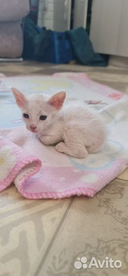 Котята сфинкс