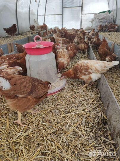 Птица разных видов и пород