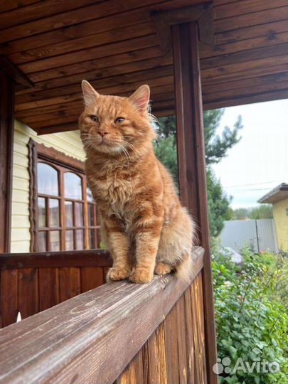 Котята Курильский Бобтейл