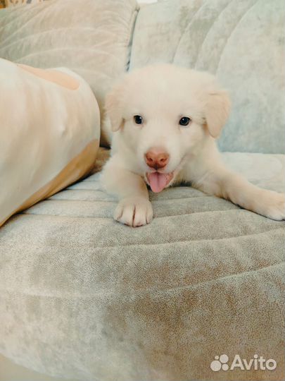 Щенок мальчик