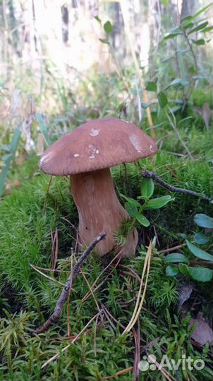 Грибы маринованные