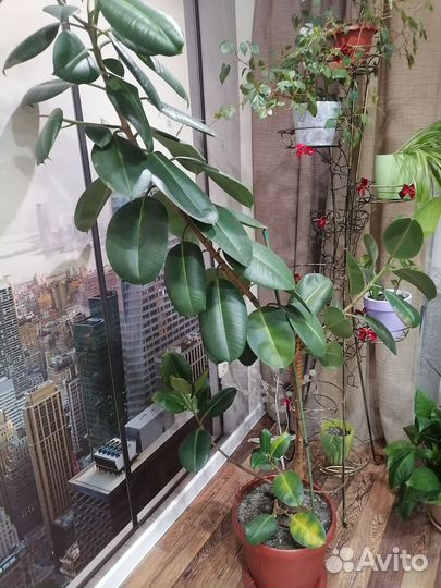 Комнатное растение фикус