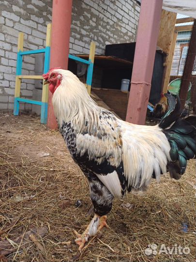 Молодые петухи