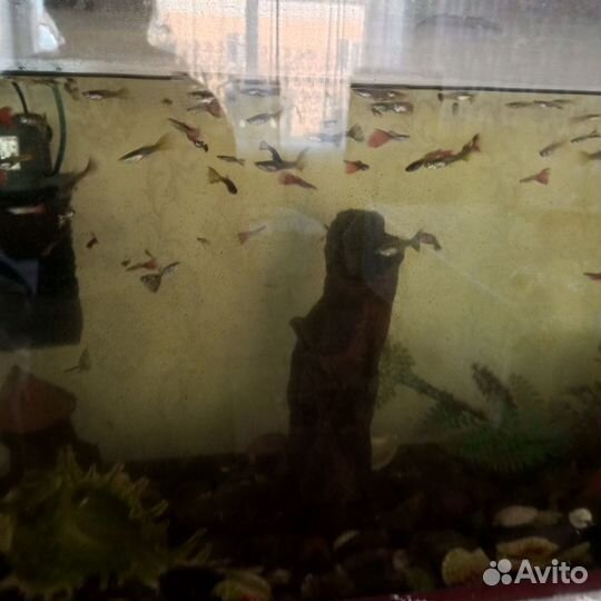 Рыбки Гуппи