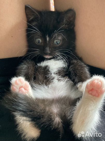 Котенок черный пушистый