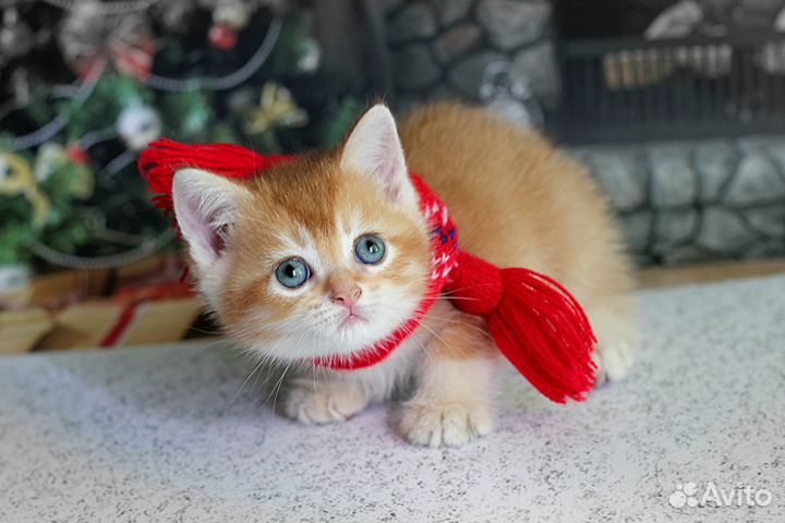 Драгоценный золотой окрас, мальчик Захар