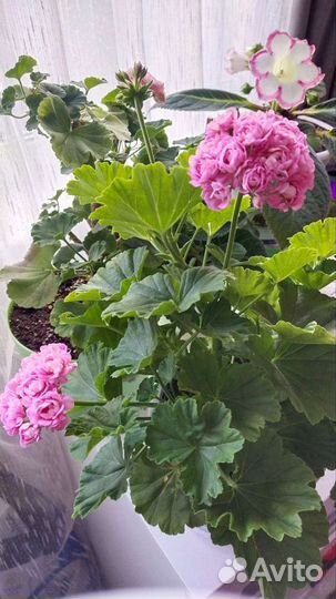 Пеларгонии сортовые Анита(Anita) розебудный сорт