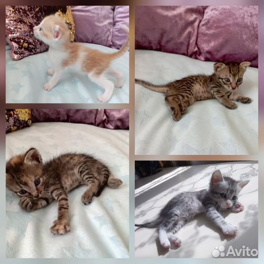 Котята в добрые руки бесплатно