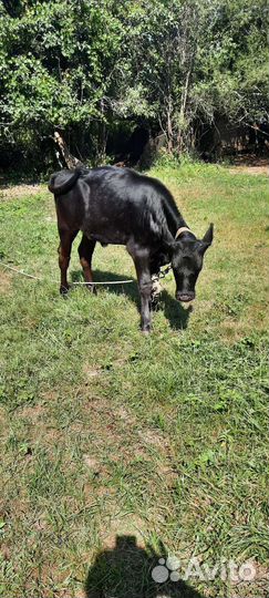 Нетель голштинка