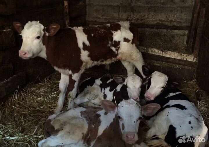 Телята-Бычки