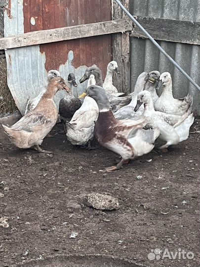 Гуси и утки