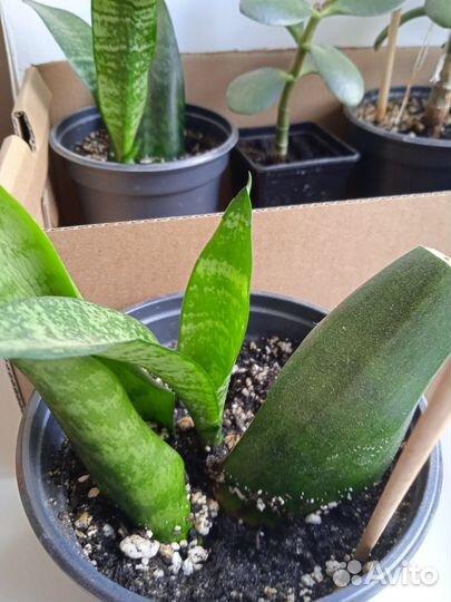 Сансевьерия