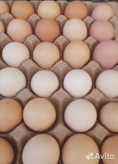 Домашние куриные яйца