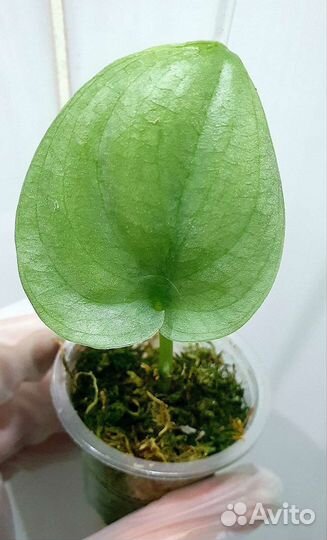 Сциндапсусы сортовые