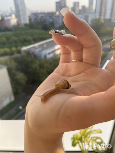 Улитки ахатины