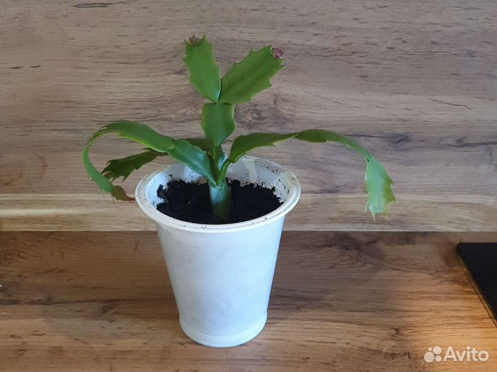 Декабрист шлюмбергера розовый