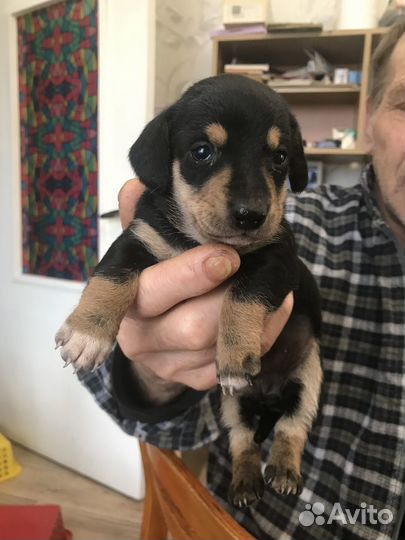 Продаются щенки таксы