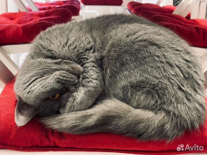 Британская кошка