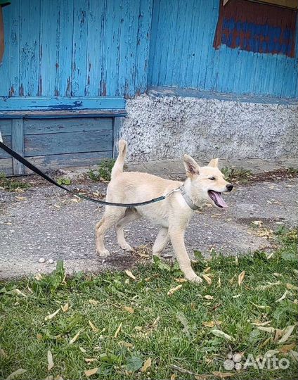 Щенок мальчик 3 месяца