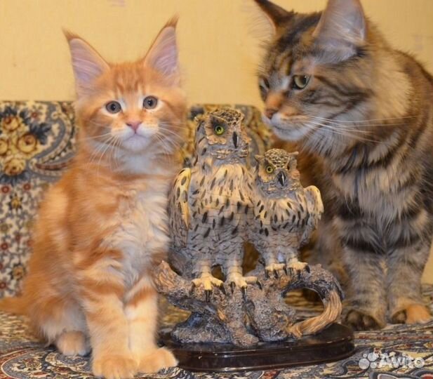 Котята классики и полидакты 2кота мейнкун на вязку