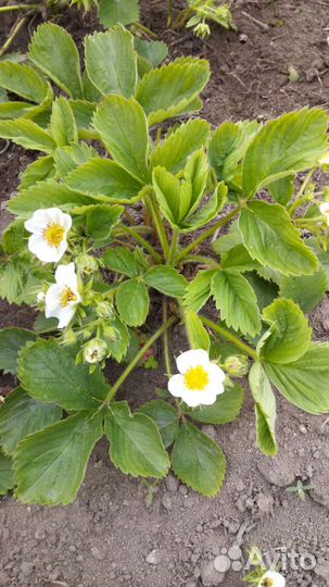 Земляника, клубника, помидоры