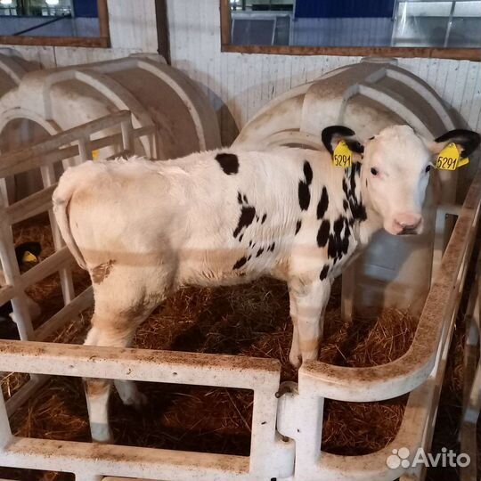 Бычки молодняк
