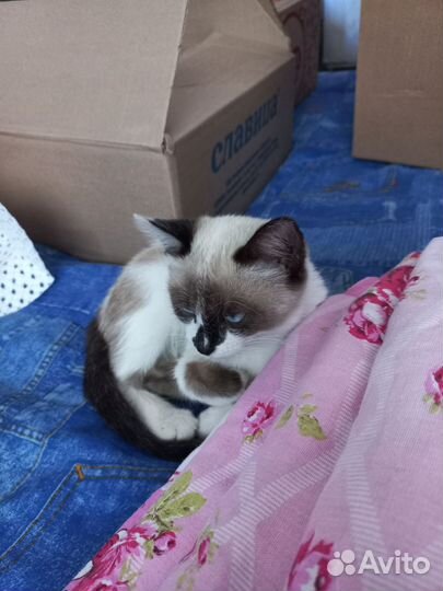 Кошка в дар бесплатно