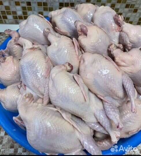 Перепелинное мясо