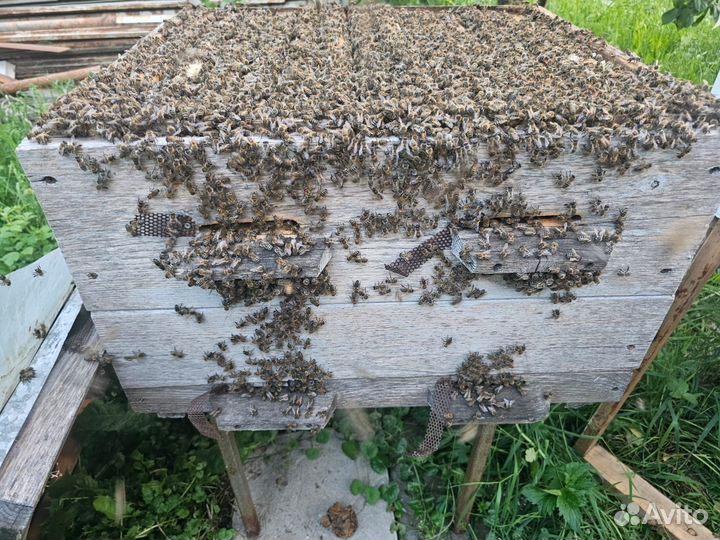 Пчелы в ульях
