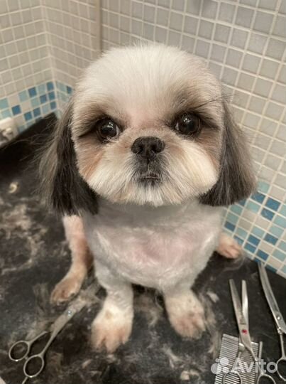 Грумер, стрижка собак, тримминг. Чистка зубов