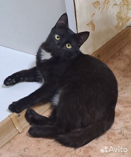 Котенок девочка 7 месяцев