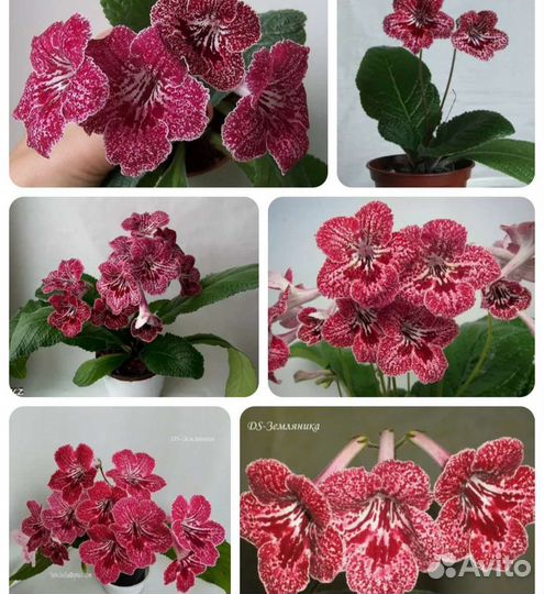 Стрептокарпусы