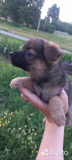 Щенки в добрые руки